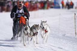 Lenk 2013